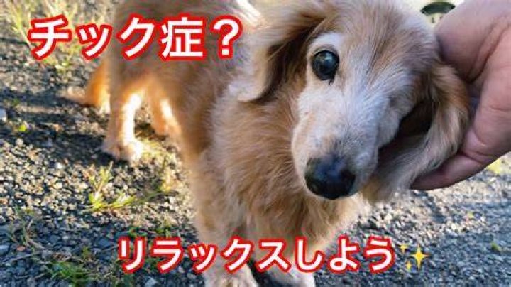 老犬 チック症